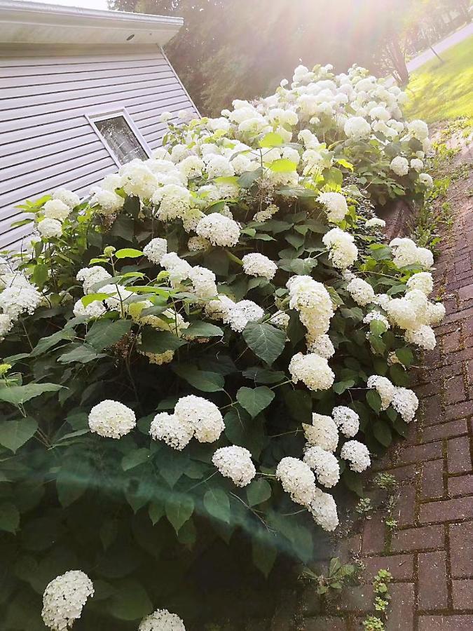 Lily'S Garden Hotel Charlottetown Buitenkant foto